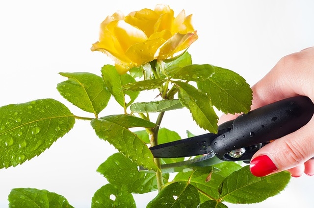 Theoretical and practical course of pruning  old roses - February/March